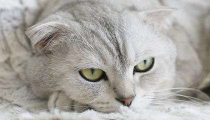 广州对比佛山,哪座城市更懂得品茶?